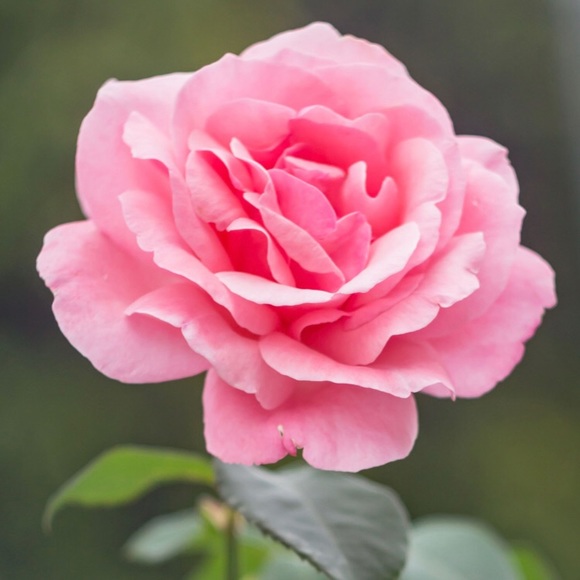 Meet your Posher, - Picture 1 of 3